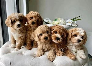 Maltipoo Apricot B F