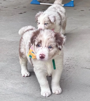 border collie Red merle pedigree export 