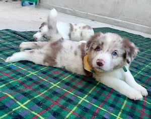 Border Collie Red Merle din părinți premiați cu Pedigree Export 