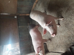Vând porci cu greutatea de 110 - 120 de kg. - imagine 3