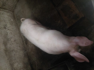 Vând porci cu greutatea de 110 - 120 de kg. - imagine 2