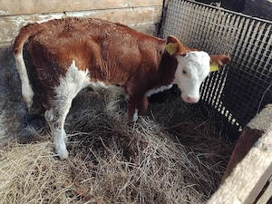 vând o vitea foarte frumoasa  - imagine 2