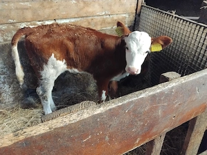 vând o vitea foarte frumoasa 