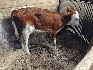 vând o vitea foarte frumoasa  - imagine 3