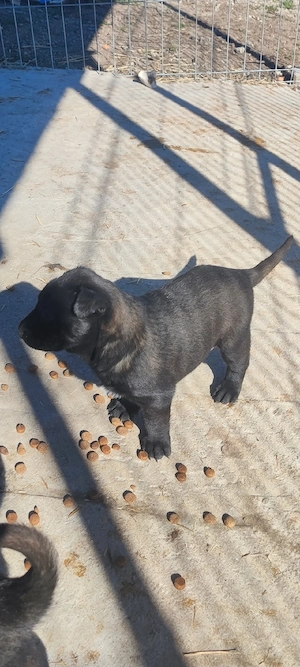 Căței Belgian Malinois 
