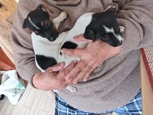 Jack Russell jack rusel terier tricolor ,puri Italia - imagine 2