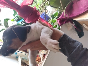 Jack Russell jack rusel terier tricolor ,puri