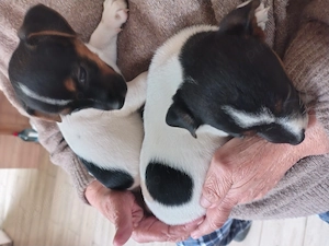 Jack Russell jack rusel terier tricolor ,puri Italia - imagine 5