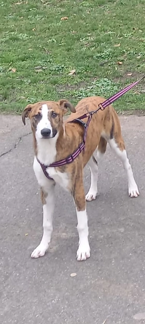 Animale spre adopție 