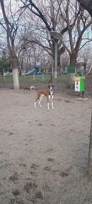 Animale spre adopție  - imagine 2