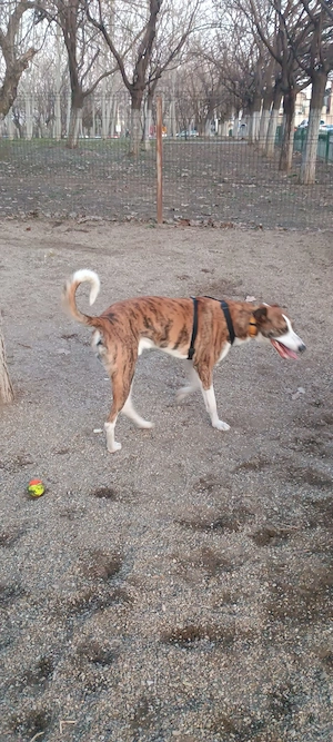Animale spre adopție  - imagine 3