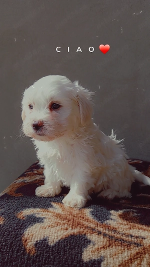 Bichon maltez alb