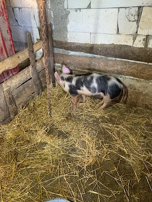 vand porci eftini  - imagine 2