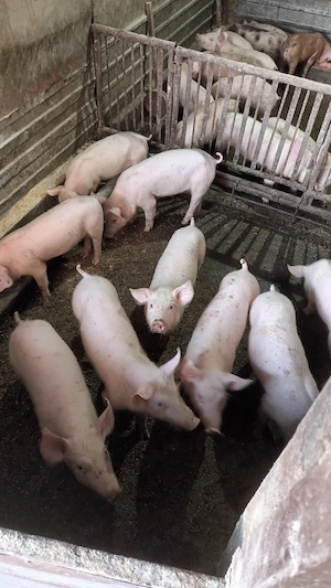 Vand purcei - imagine 3