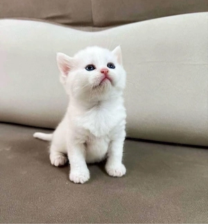 british white mascul si femela