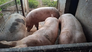 Porci de sacrificat - imagine 2