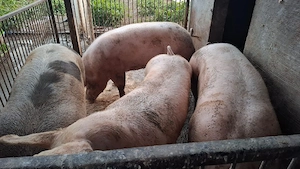 Vând porci de sacrificat - imagine 5