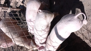 Purcei frumosi de vanzare - imagine 2