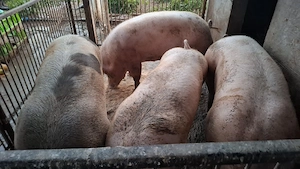 Porci de sacrificat - imagine 3