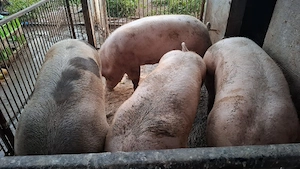 Porci de sacrificat - imagine 4