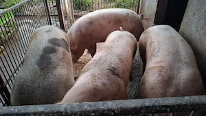 Porci de sacrificat - imagine 5