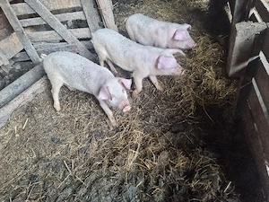 3 soldani disponibili În tritenii de jos 