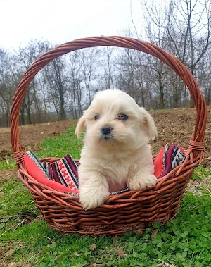 Bichon maltez 8 saptamani deparazitat si vaccinat