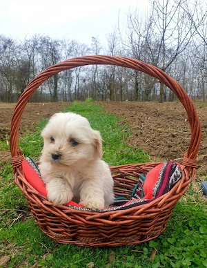 Bichon maltez 8 saptamani deparazitat si vaccinat - imagine 3