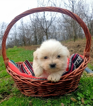 Bichon maltez 8 saptamani deparazitat si vaccinat - imagine 2