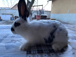 iepuri, fluturi - imagine 5