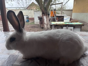 iepuri, fluturi - imagine 3