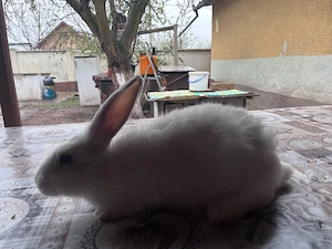 iepuri, fluturi - imagine 4