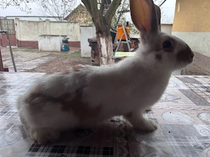 iepuri, fluturi - imagine 2