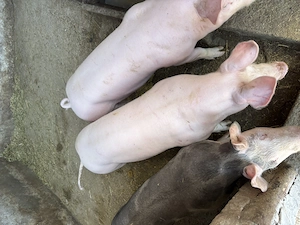 Porci de vânzare  - imagine 4