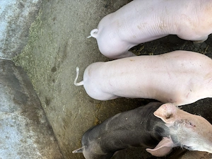 Porci de vânzare  - imagine 5