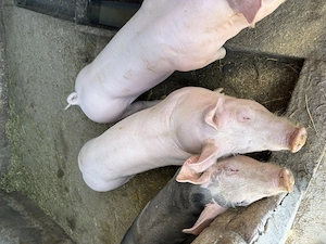 Porci de vânzare  - imagine 3