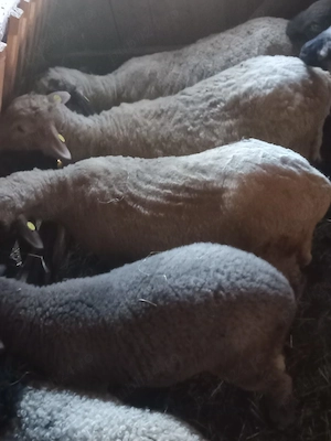 oaie pentru sacrificat 