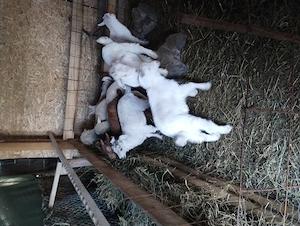 Vând iezi de Paște. - imagine 4