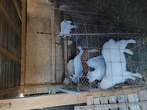 Vând iezi de Paște.