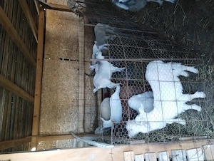 Vând iezi de Paște. - imagine 2