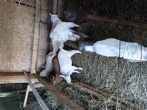 Vând iezi de Paște. - imagine 3