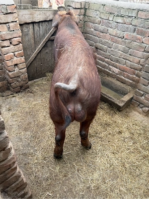 vand vier  - imagine 5