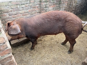 vand vier  - imagine 2