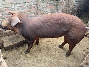 vand vier  - imagine 4