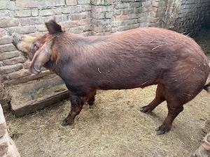 vand vier  - imagine 3