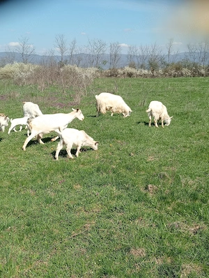 capră bună de lapte cu ied de 15 kg se vinde la preț de 1000 lei