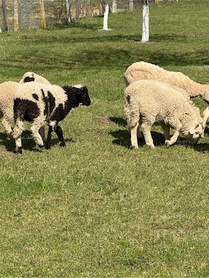 vând miei  - imagine 4