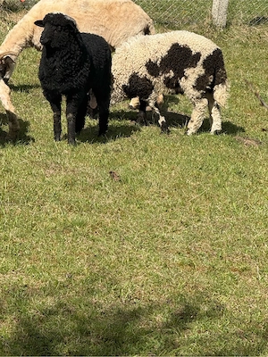 vând miei  - imagine 3