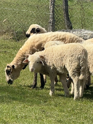 vând miei  - imagine 2