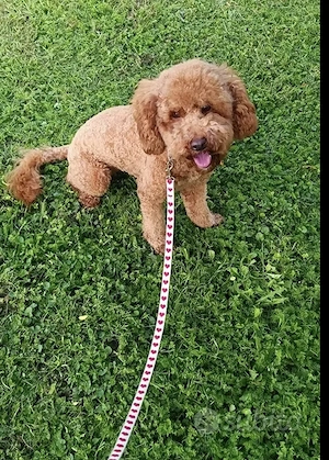 Puii  Pudel Roscat   poodle   caniche   maltipoo - imagine 3